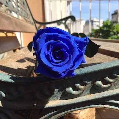 La rareza de las rosas azules