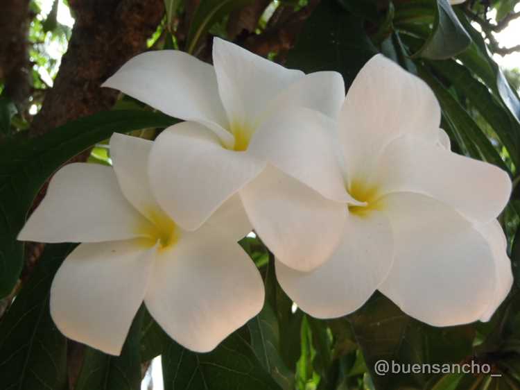 ¿Cómo se llama la flor de la novia?