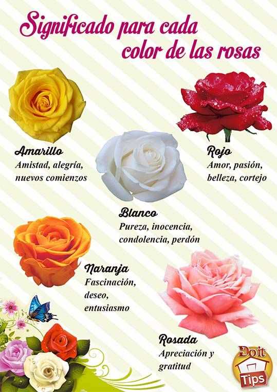 La delicadeza y ternura del rosa