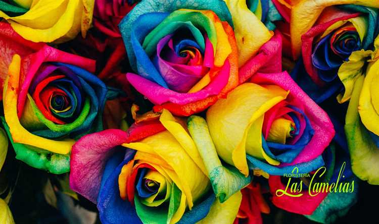 ¿Qué color de rosa significa amor?