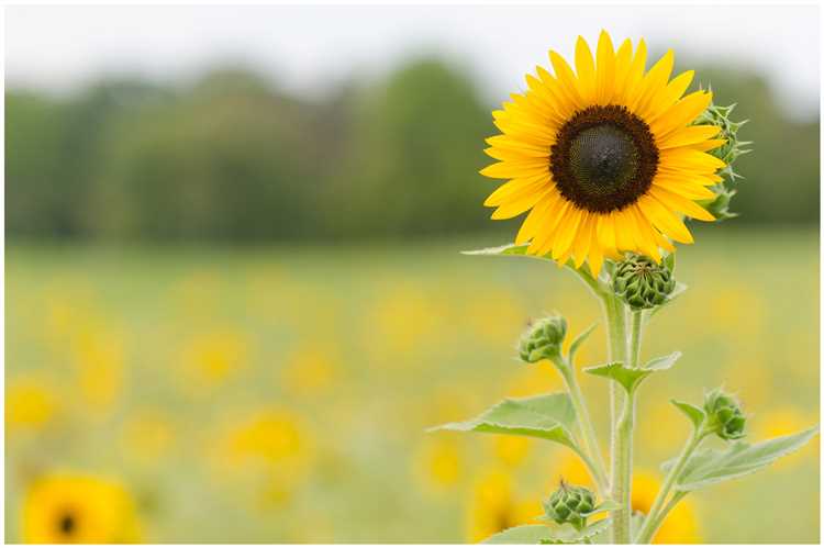 Girasoles como metáfora