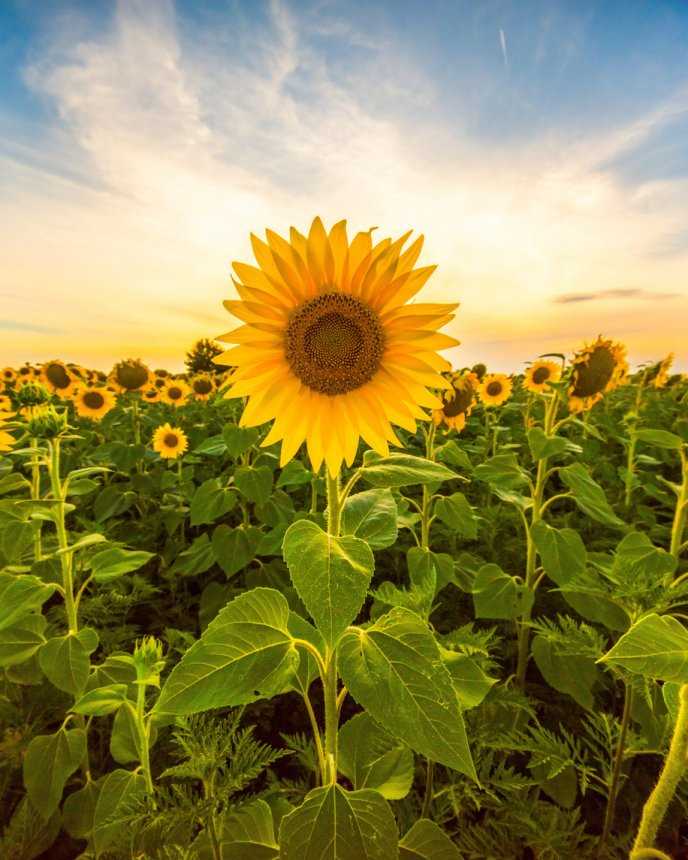 ¿Qué significa 3 girasoles?