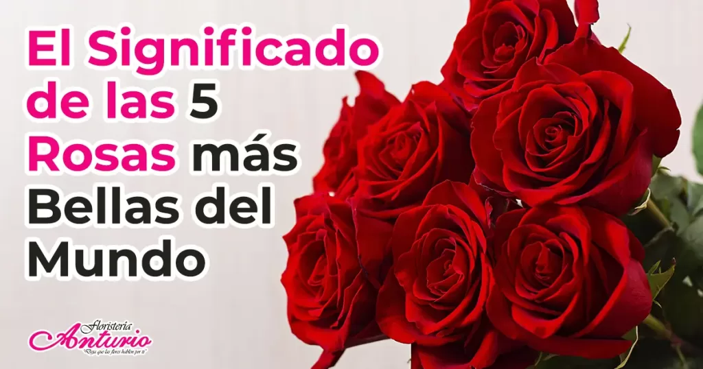 ¿Qué significa 5 rosas rojas?