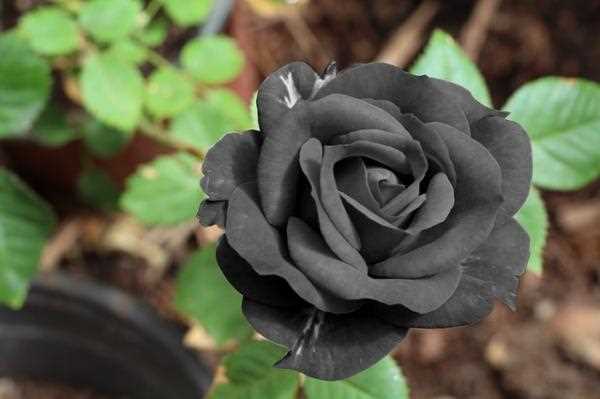 Flores negras en diferentes culturas y tradiciones