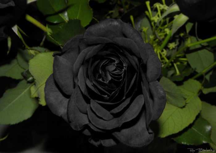 El significado cultural y histórico de las flores negras